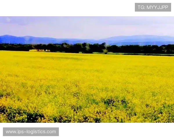 BG大游真人登录线路全面升级，确保玩家体验更加顺畅安全